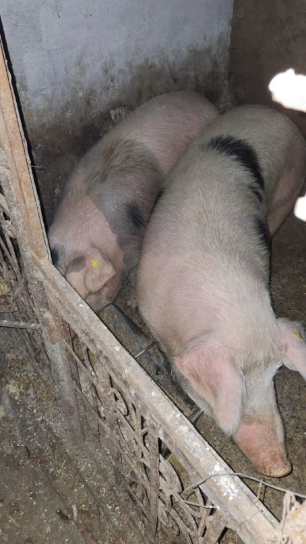 Animale de fermă, sănătoase, 160 180 kg