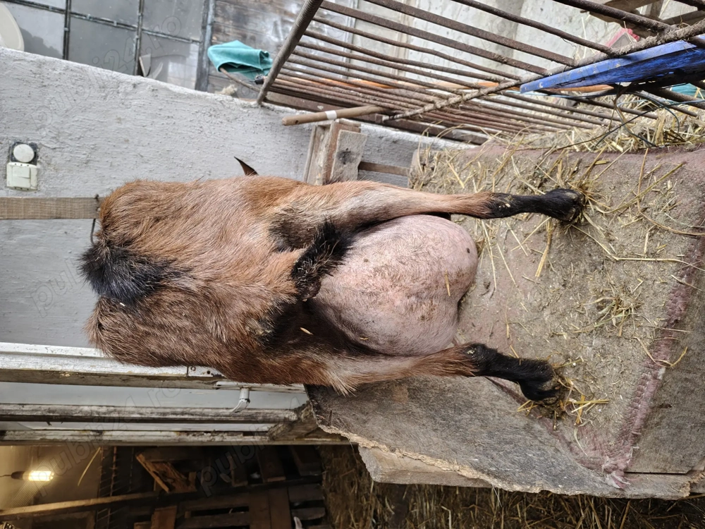 Vând 2 capre de rasă   Saanen cu certificat + Alpină Franceză, cu iezi