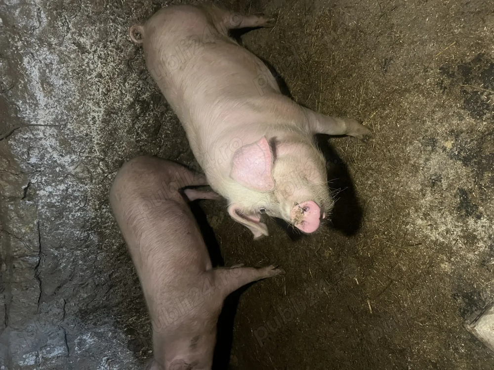 Vând porci între 80kg și 100kg 