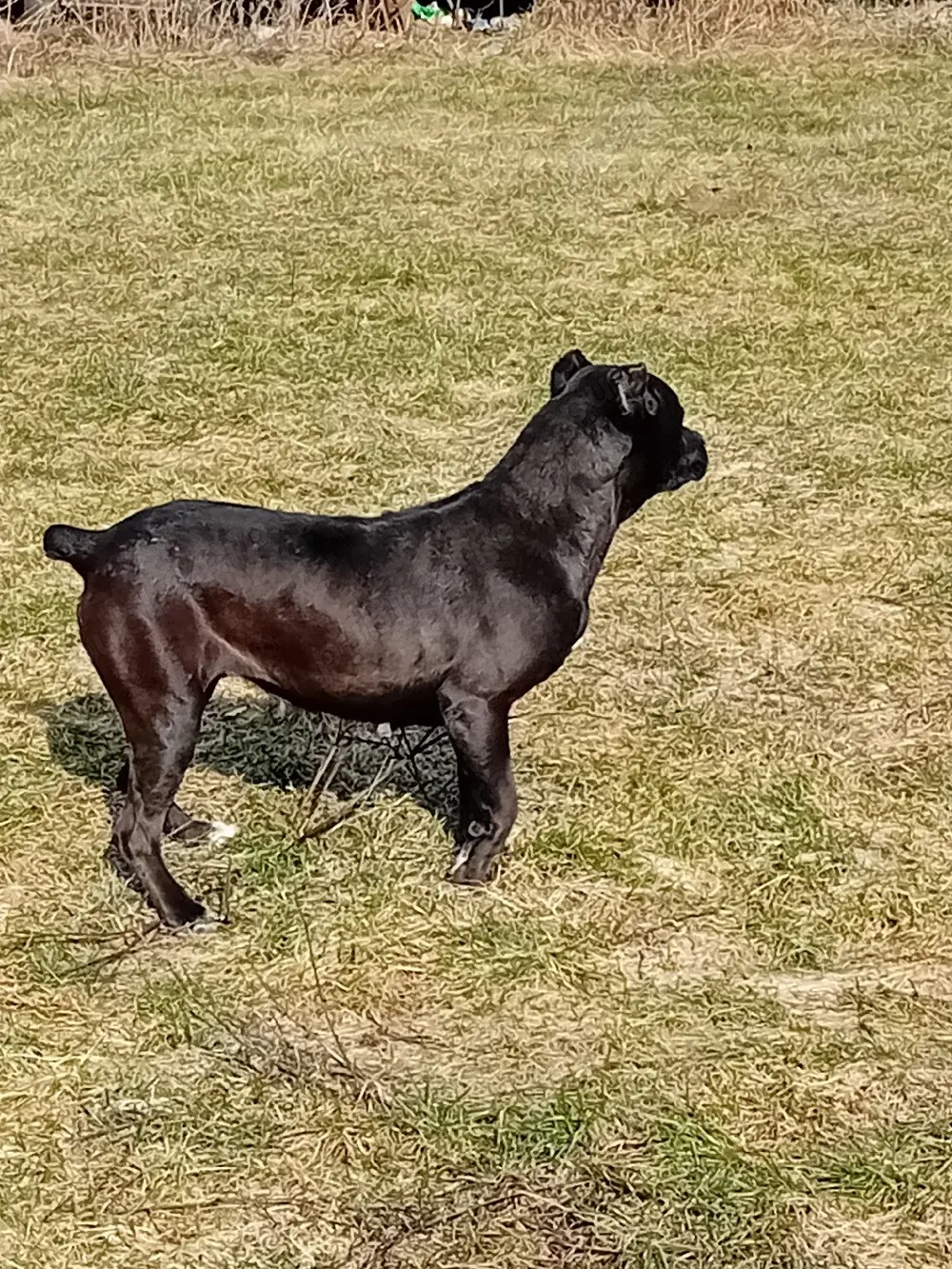 Femela cane corso