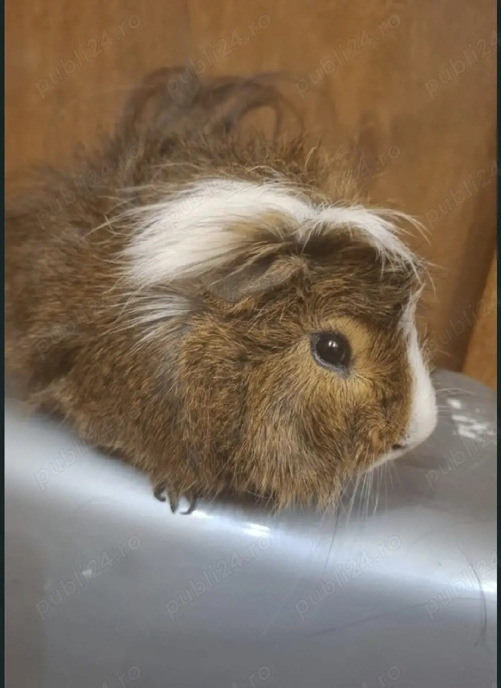 porcușor guineea mascul