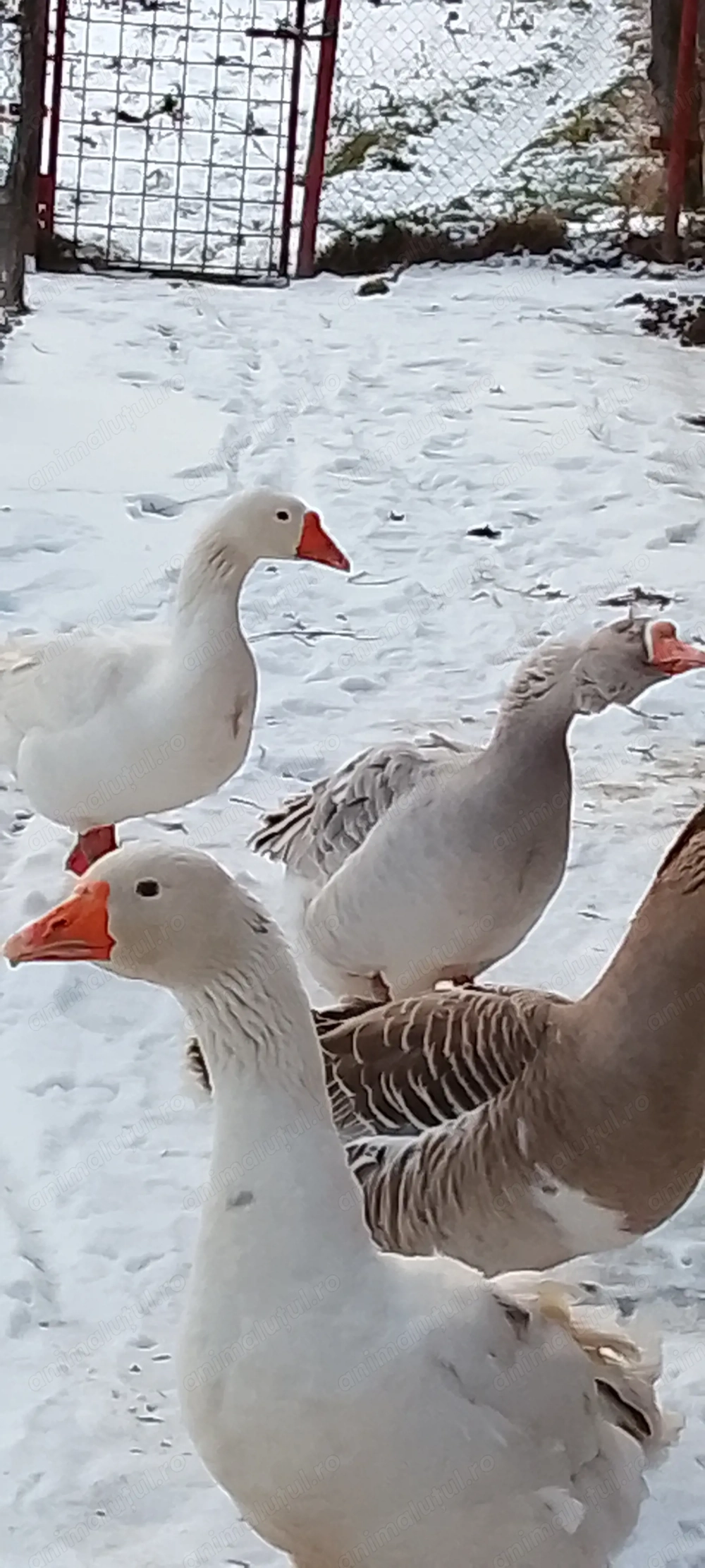 Vând gascani americani