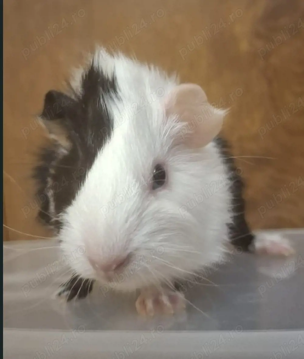 porcușor guineea pui