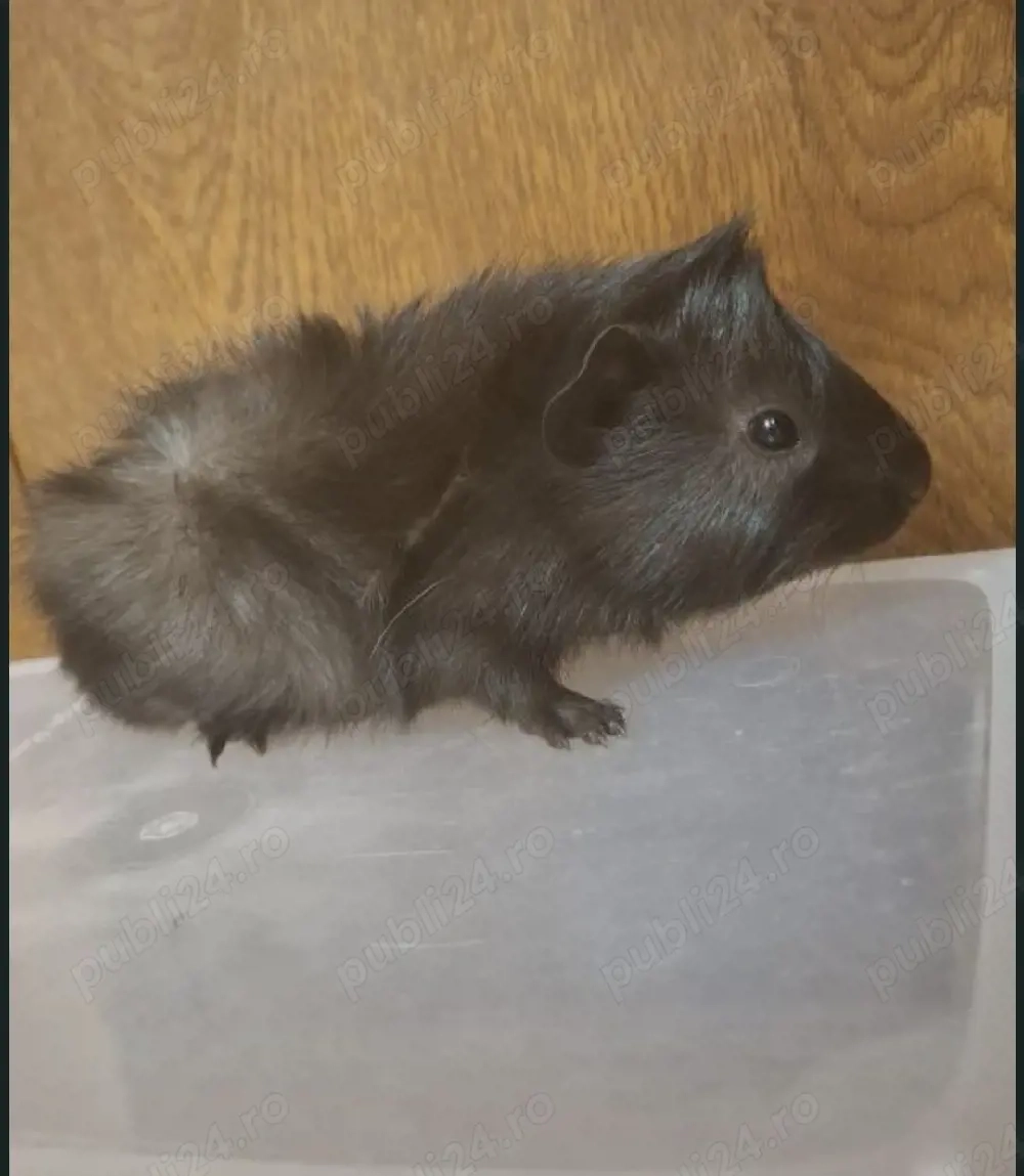 porcușor guineea pui