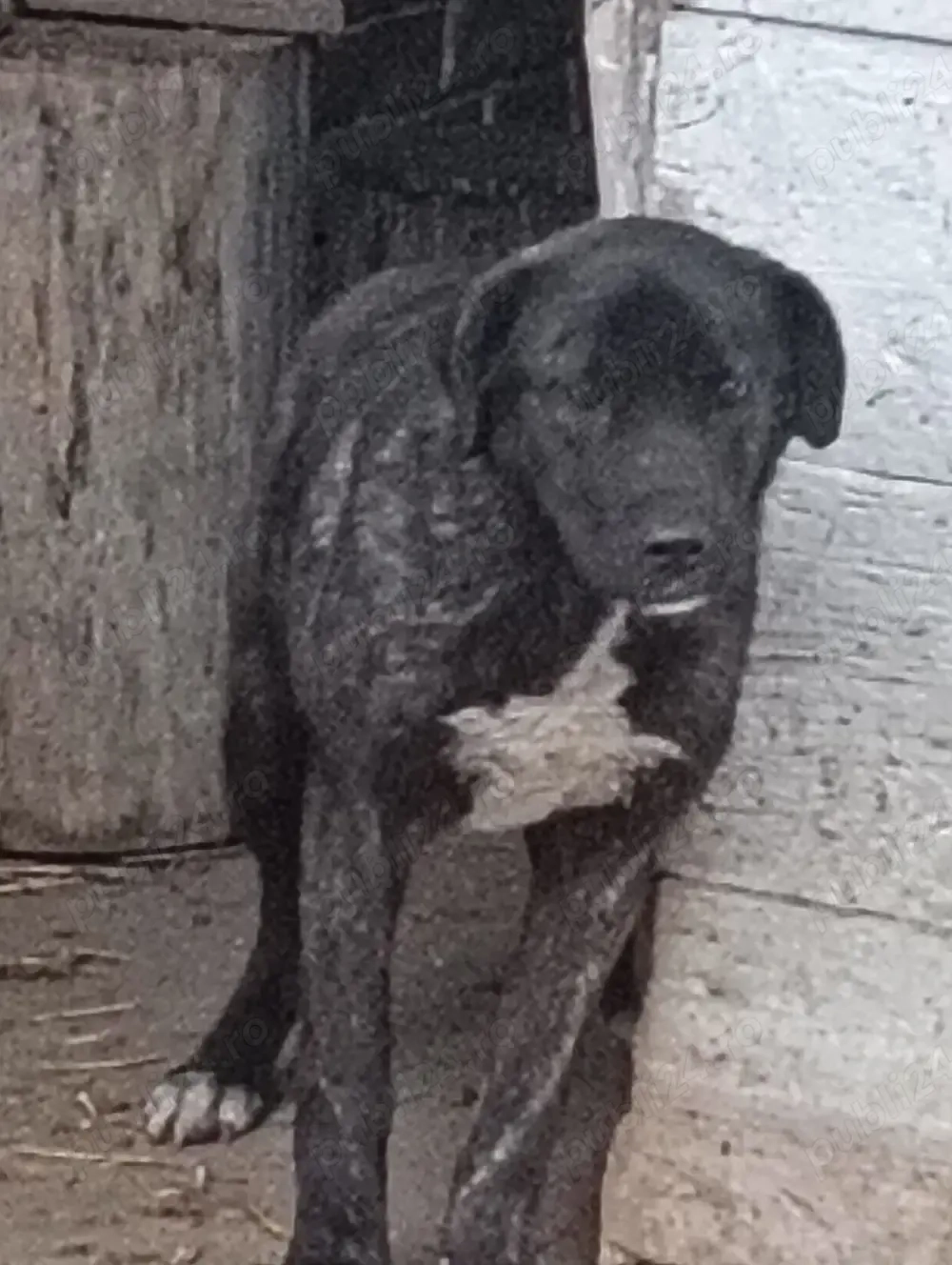 Catea Cane Corso varsta 8 luni