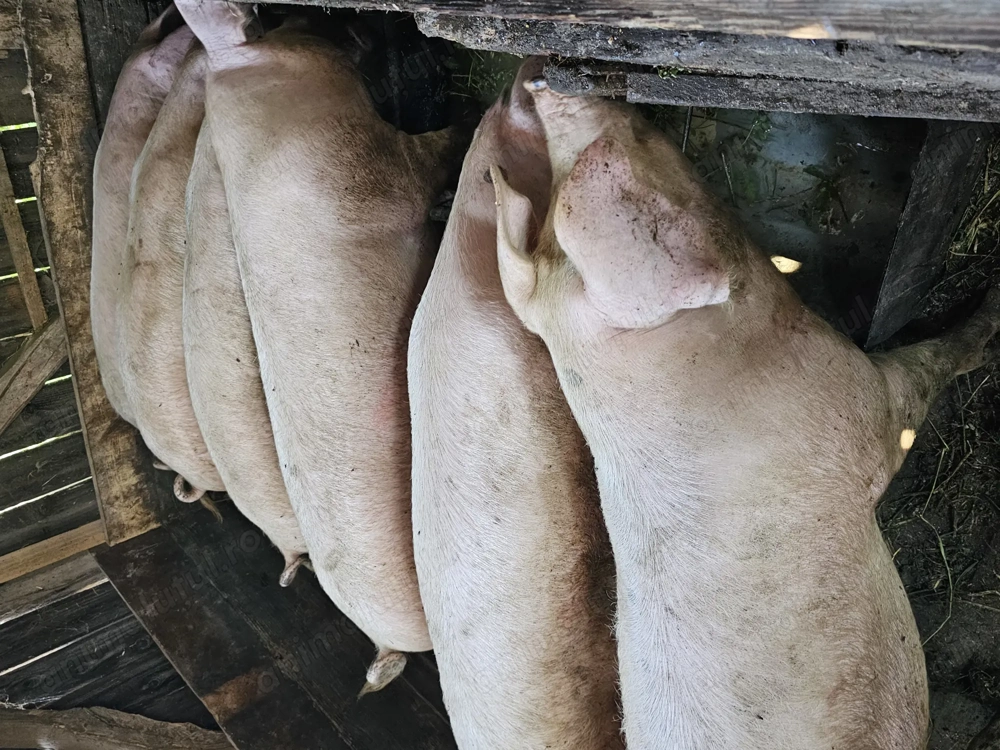 Porci Landrace  de vanzare 