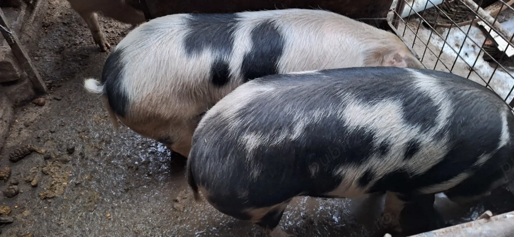 Porci de vanzare crescuți natural 