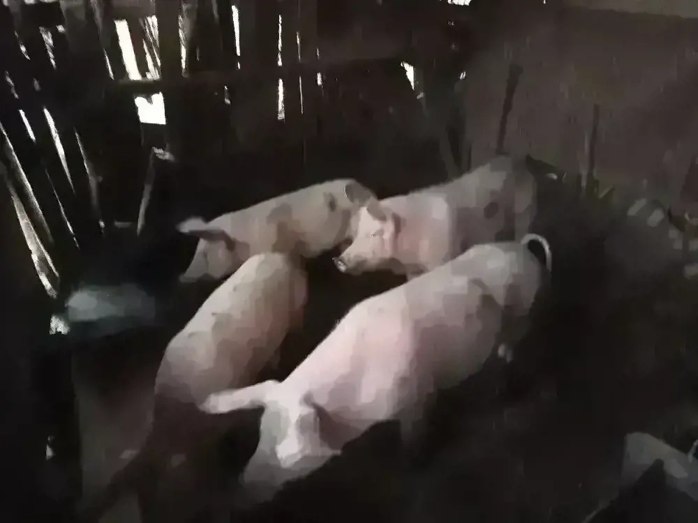 Porci rasă Marele Alb și Pietrar