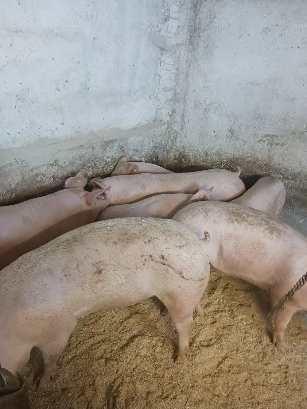 vând soldani de carne diferite mărimi 