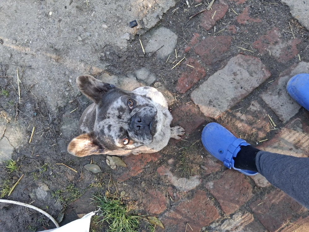 Bulldog francez merle de vanzare 