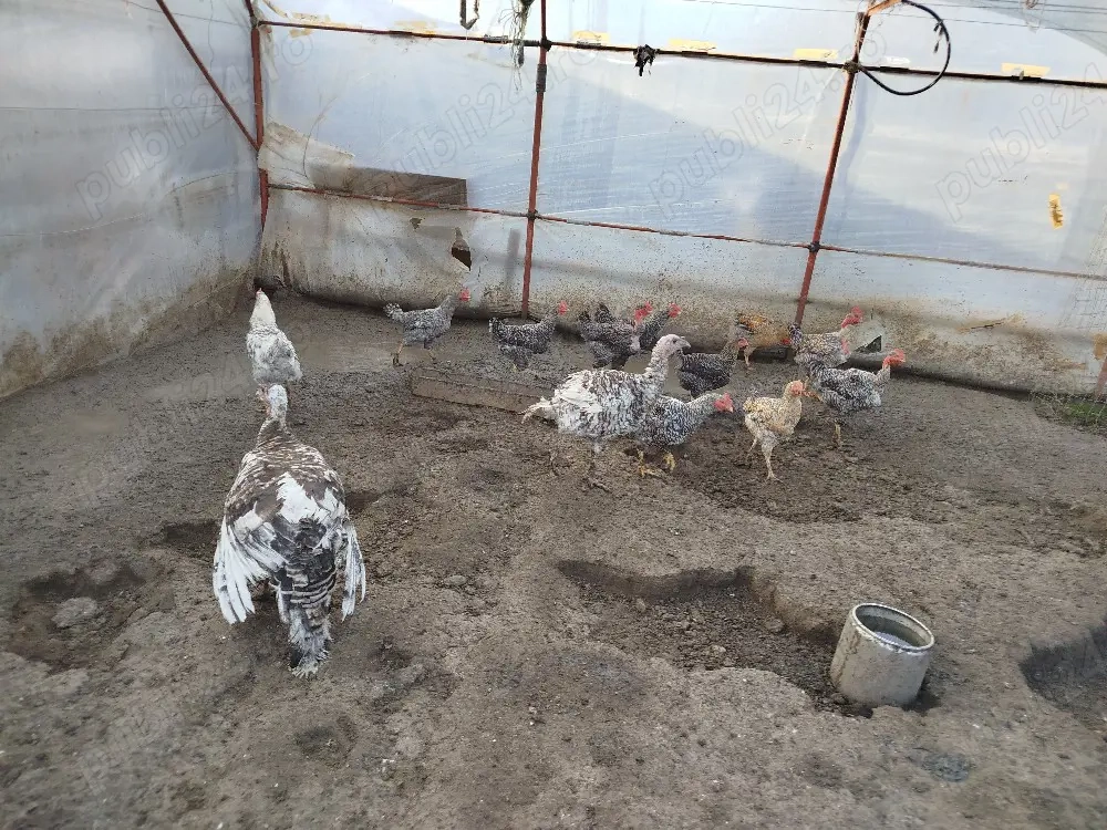 vind curci si cocosi de tara