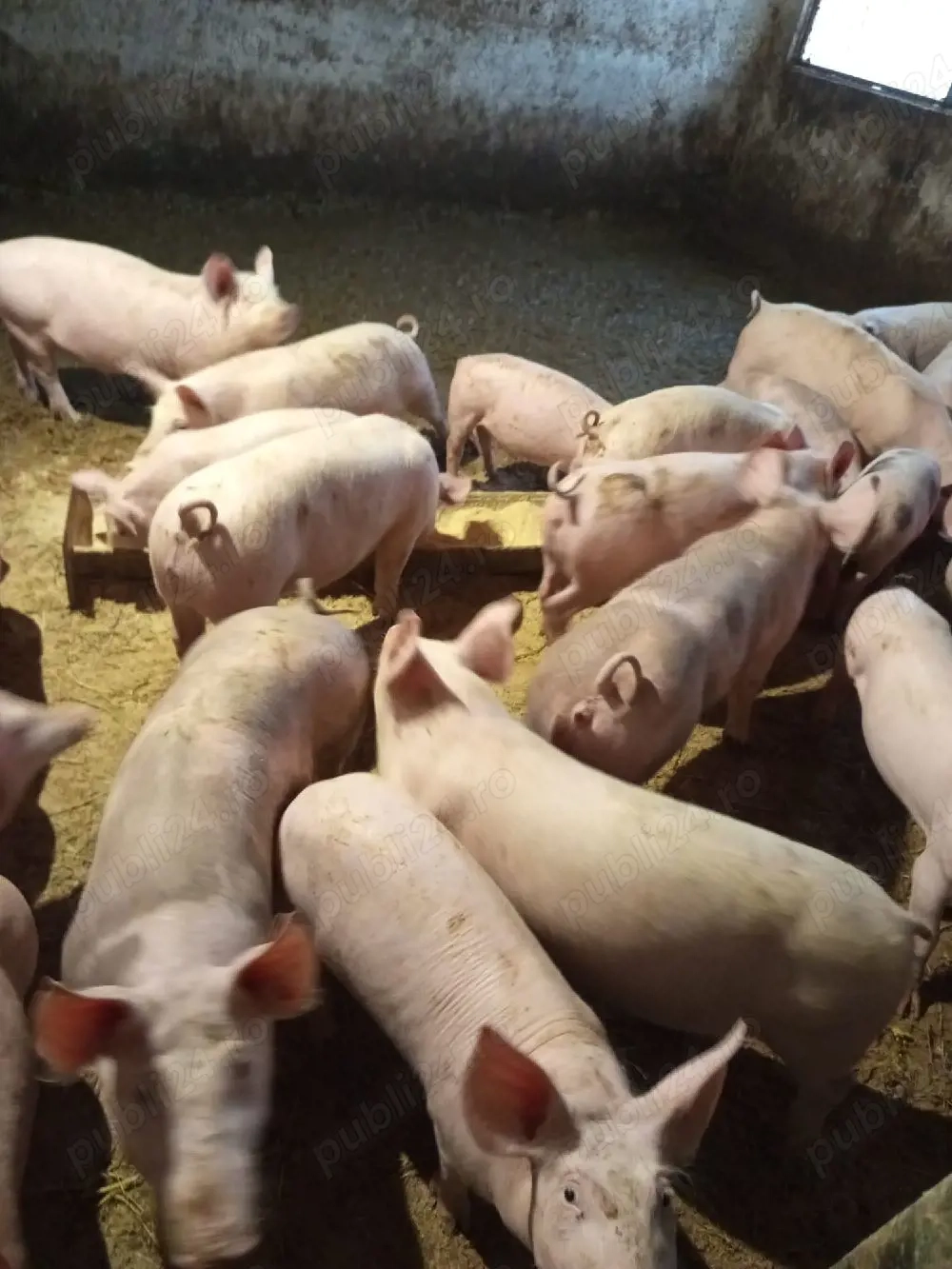 vand purcei de la 30 -45kg rasa petrain,marele alb cu petrain,pic cu petrain ,pret 600-900 buc 