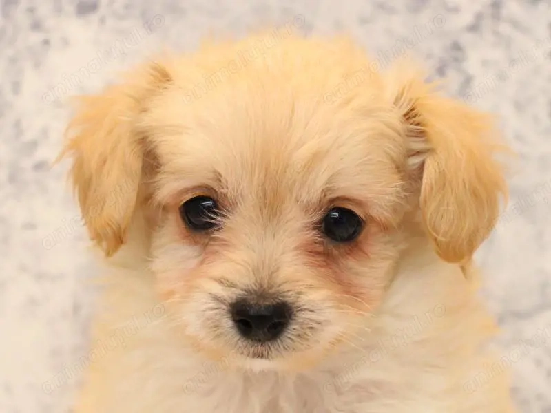 Fetița Bichon 350 lei