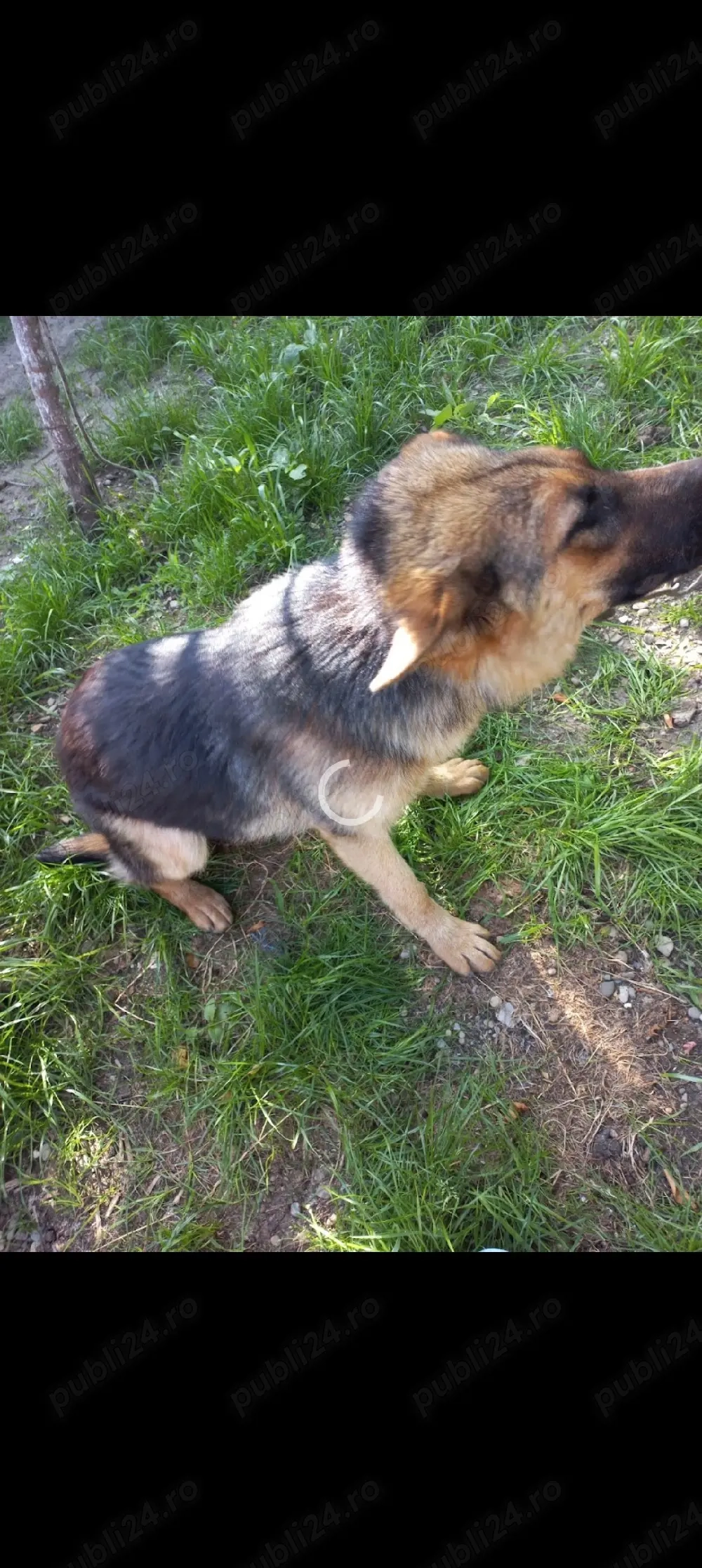 donez pereche de ciobanesc german