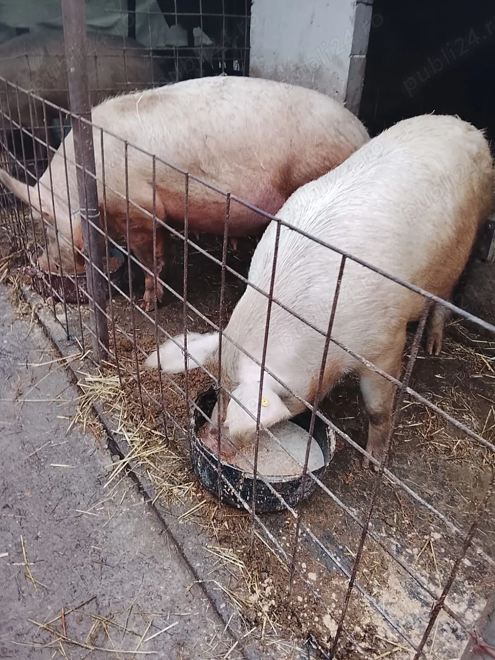 Vând porci pt sacrificat