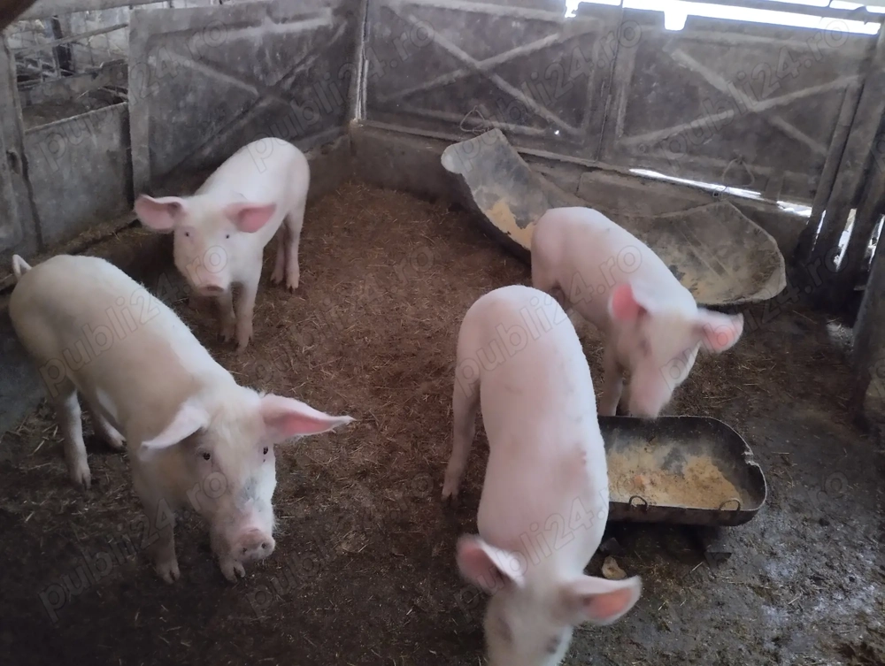 Poci de vânzare   !!!