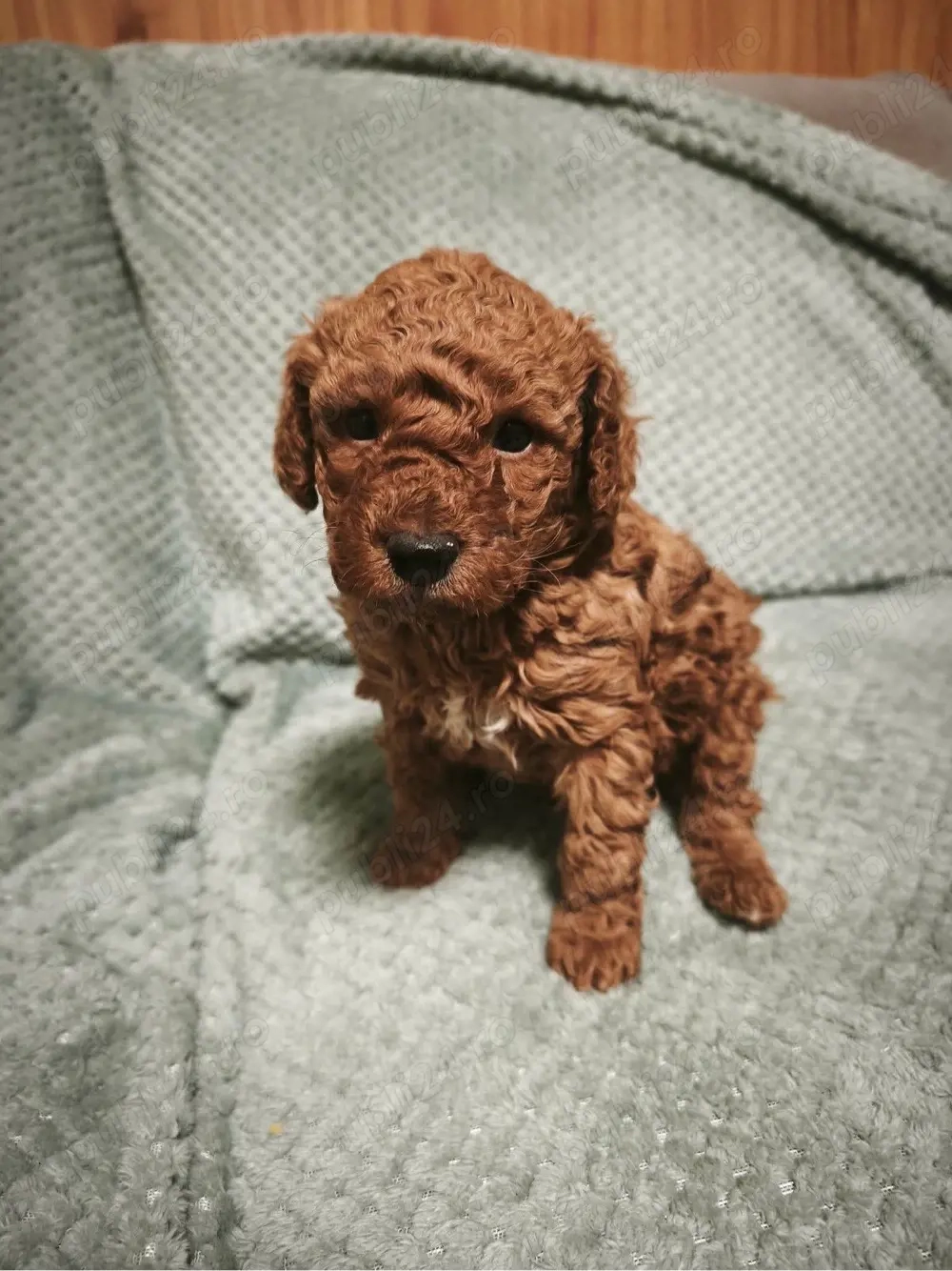 Pudel toy mascul red 