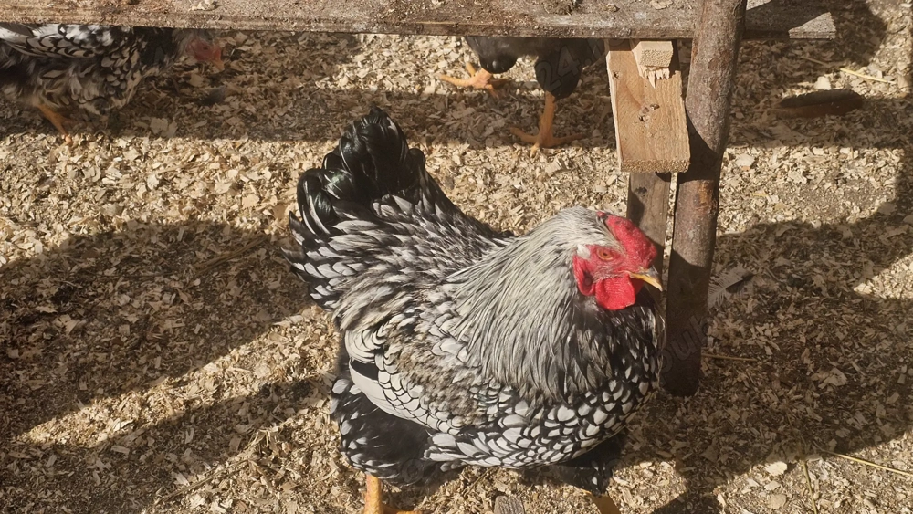 Vand cocoși wyandotte tineret 