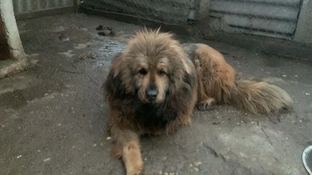 Mastiff Tibetan Mascul și Femelă 