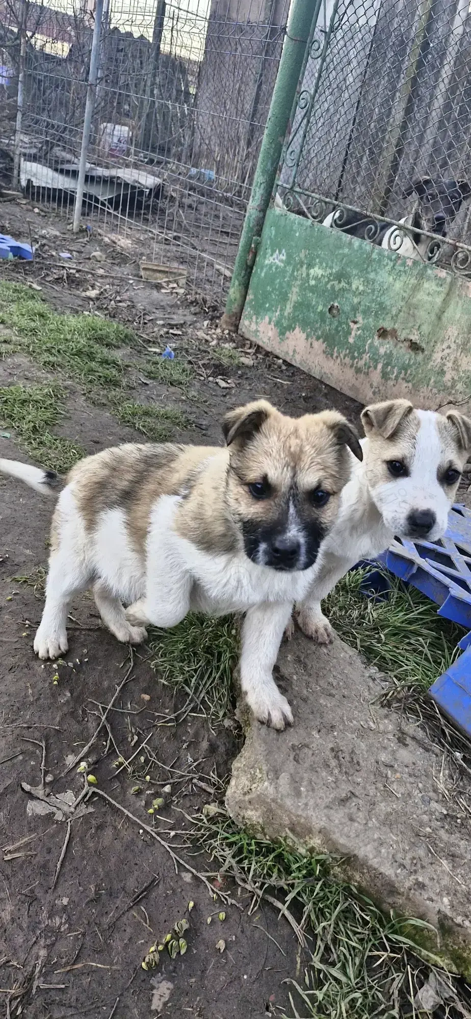 Dau catei spre adoptie 