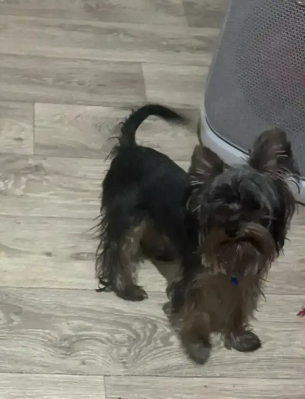 yorkshire terrier mascul talie mica 