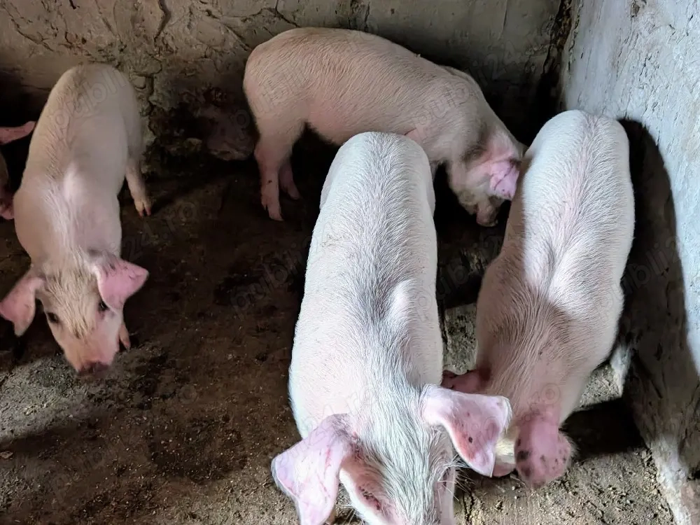 purcei 7 săptămâni Landrace 