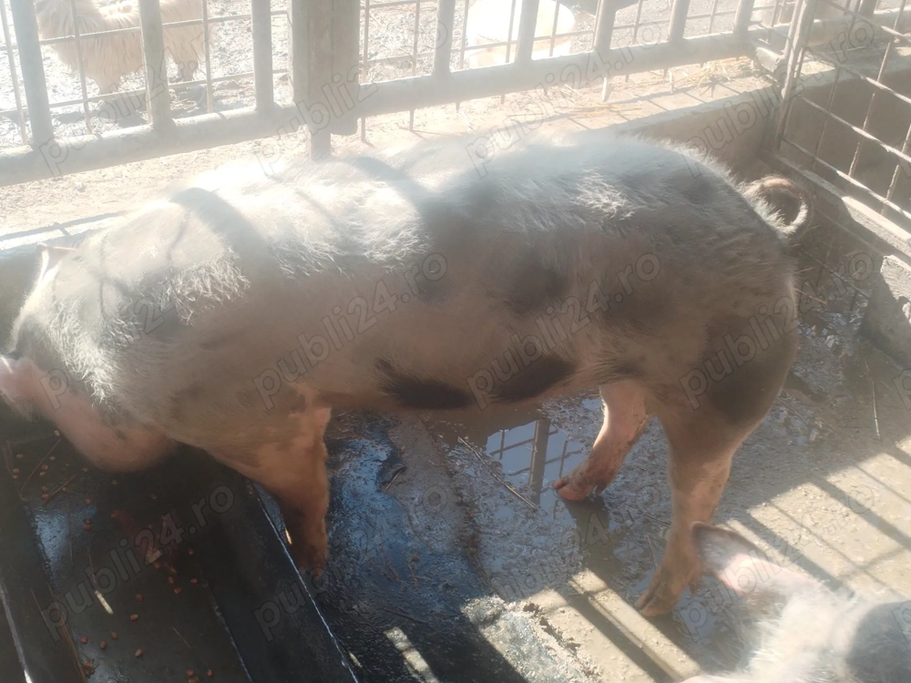 Vând porc de rasă pietrean cu greutatea 100kg. 