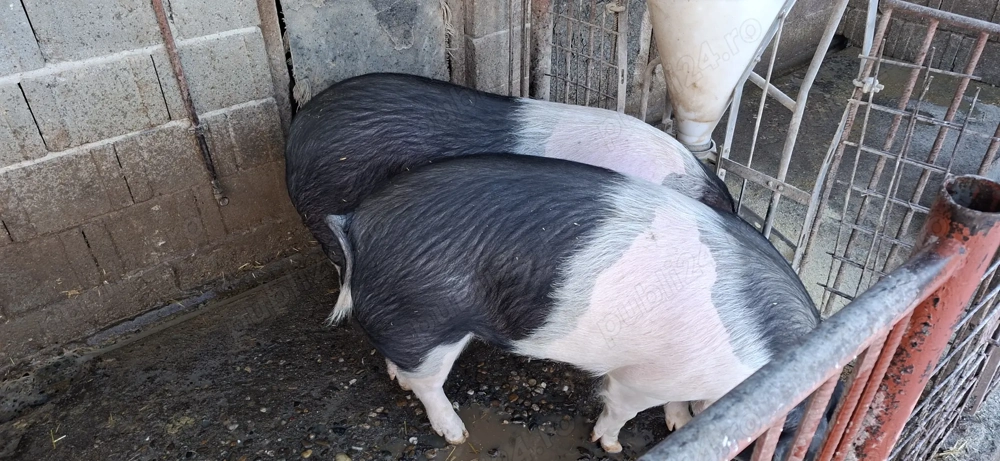 Scrofițe Bazna 120-130 kg