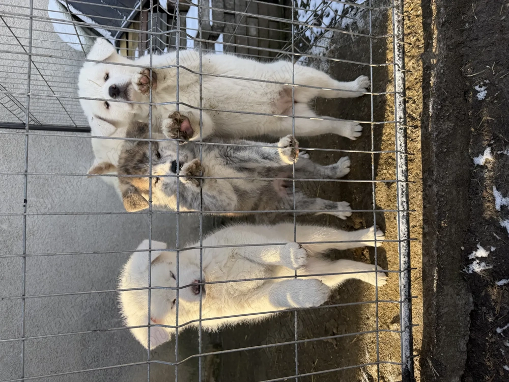 Pui Akita Inu de vânzare doar pentru familii iubitoare