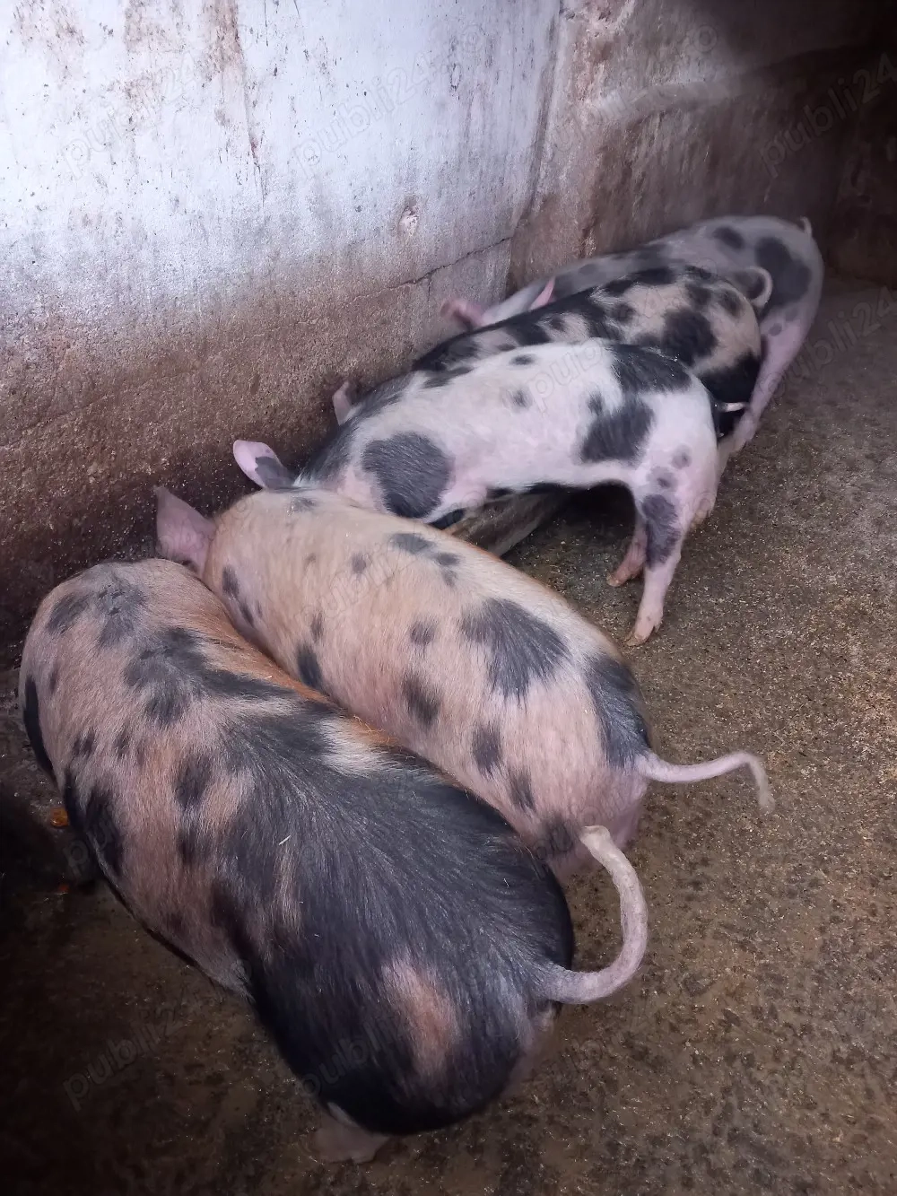 Grăsuni de vânzare 