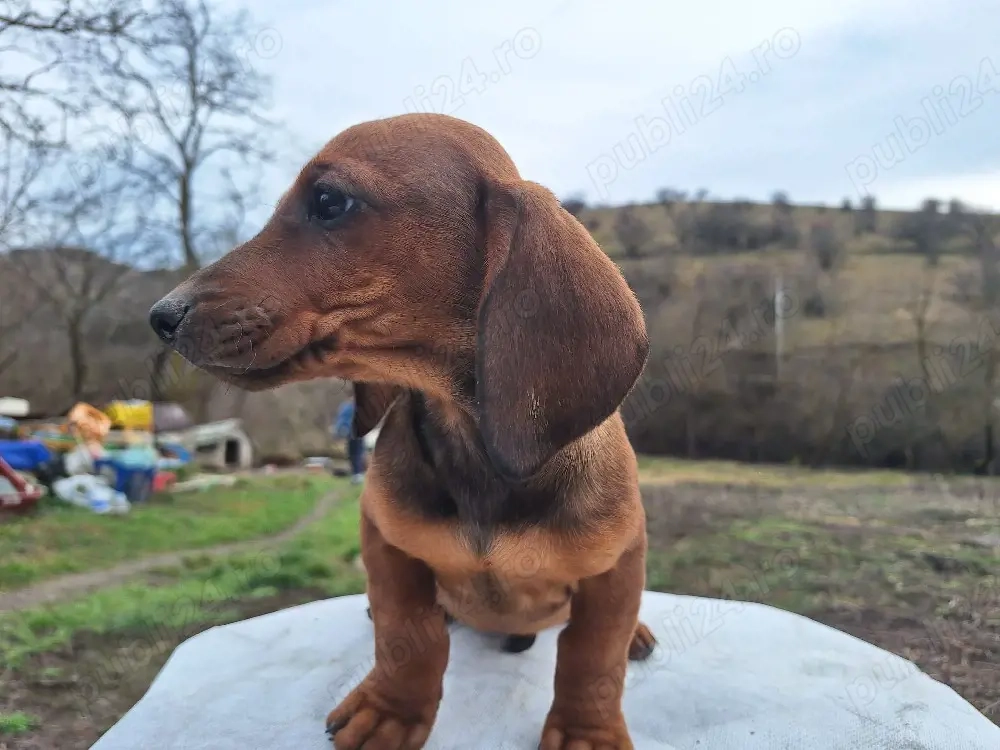 Vînd teckel în vârstă de 2 luni 