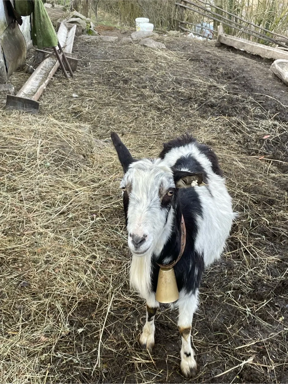 vind 2 capre gestante 