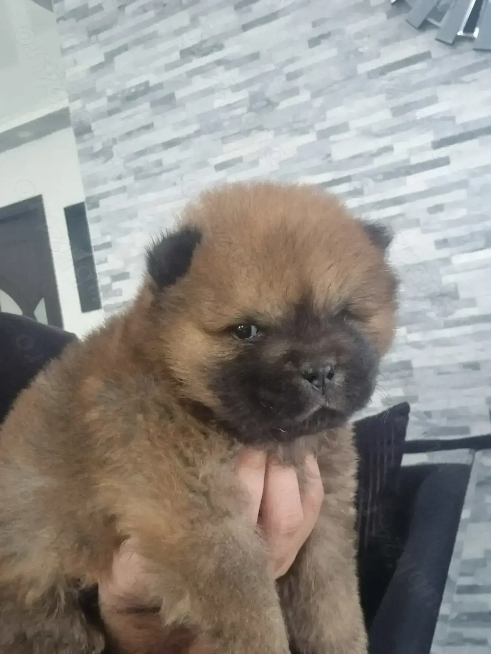 Chow chow mascul