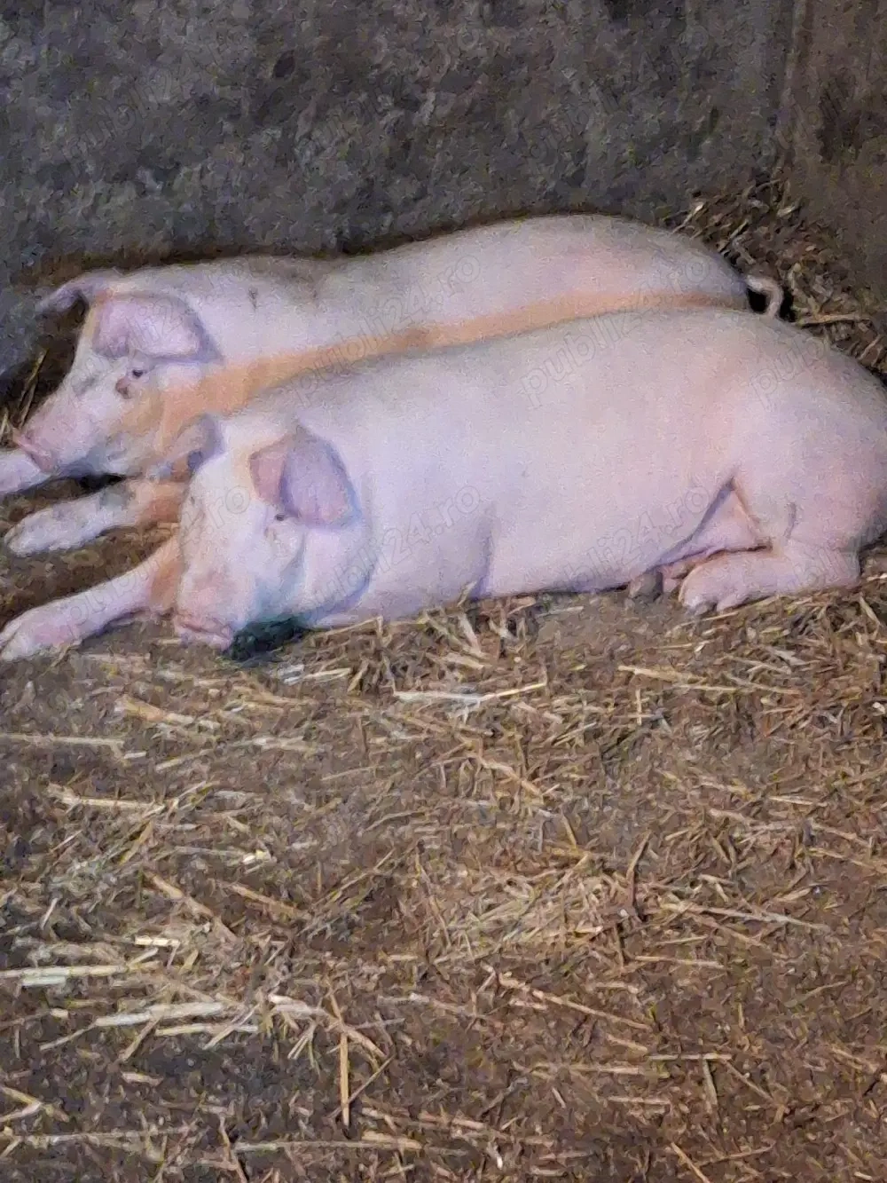 purcei de vanzare au 50 60 kg