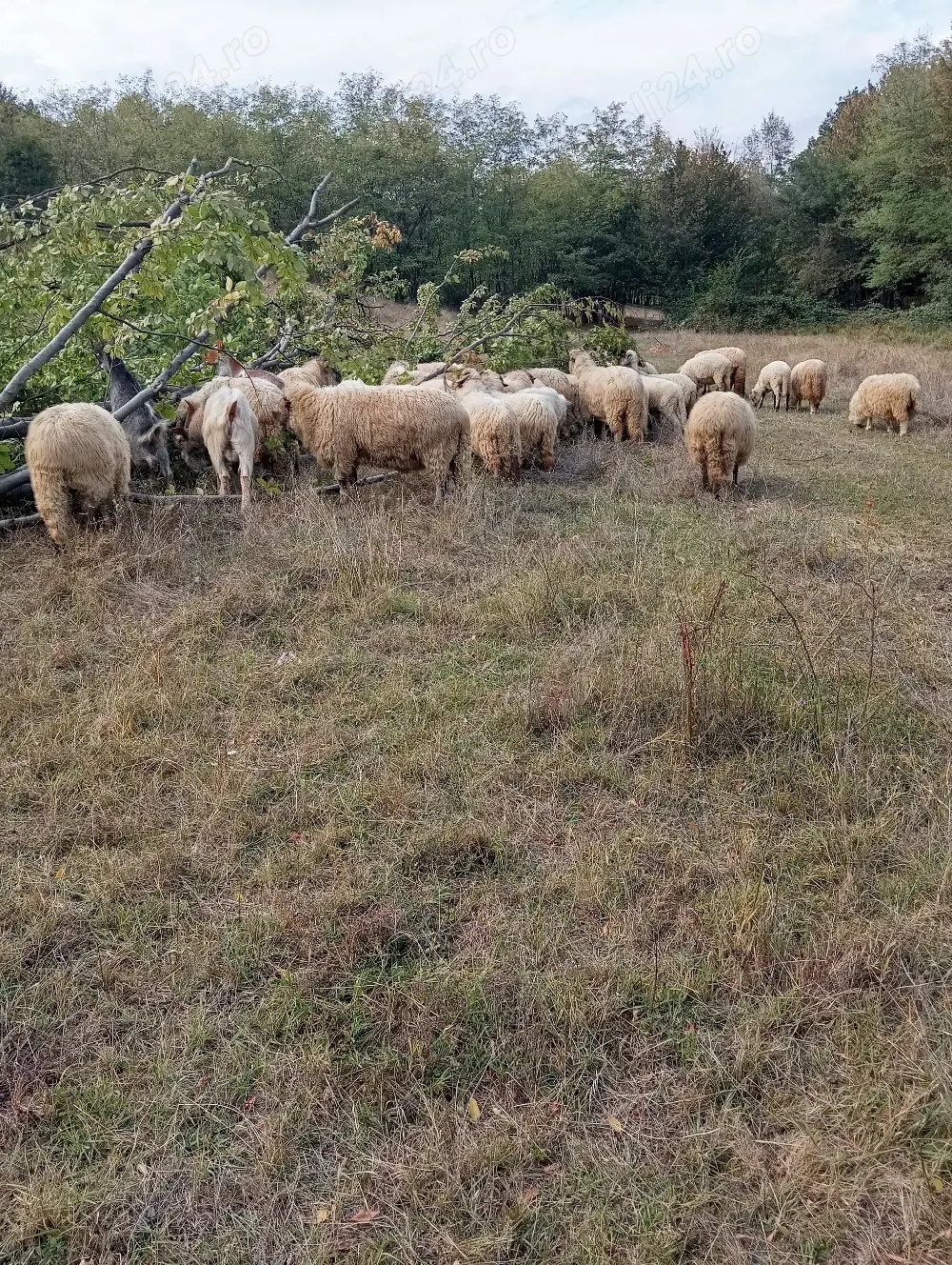 animale domestice bine nuintretinute