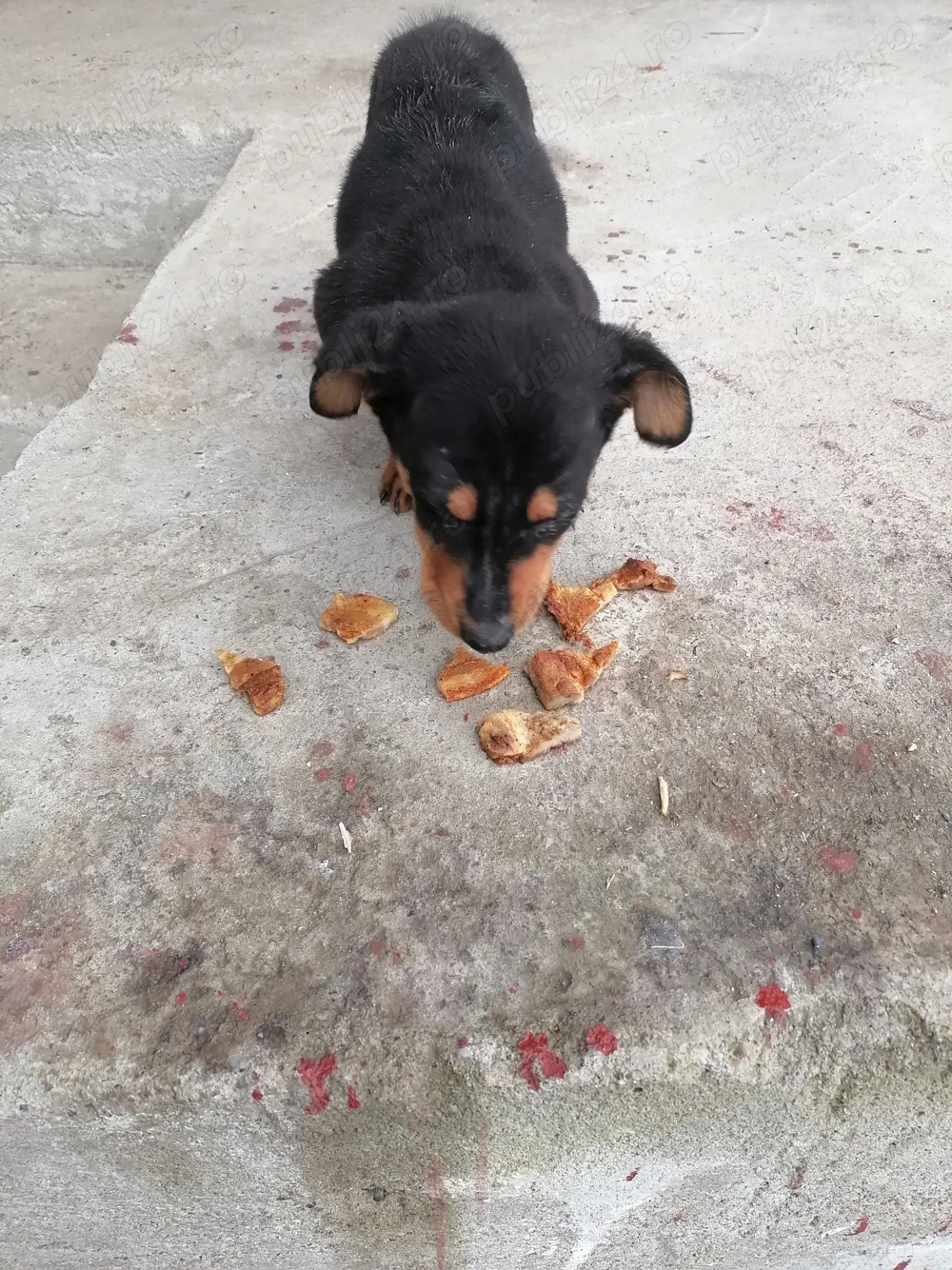 Vând cățel de rasă Tekel 