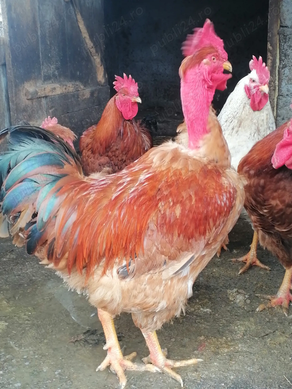 Vând cocoș de rasă Gât golaș de Transilvania și găini