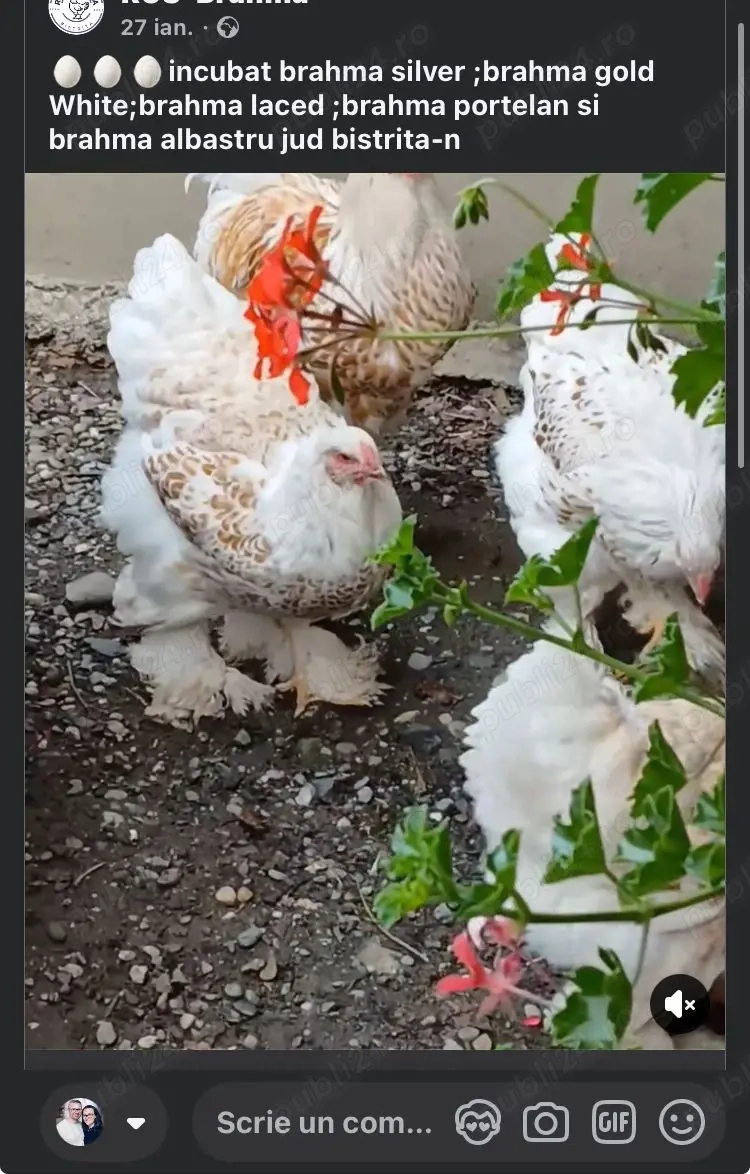 oua disponibile brahma