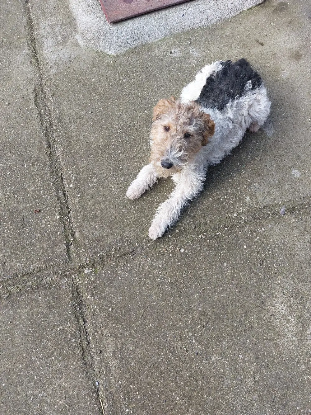 Cățelușă fox terrier