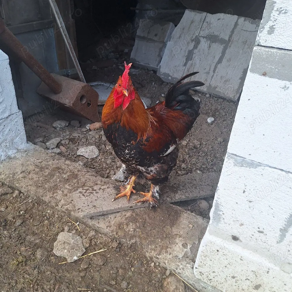 vand cocosi si gaini 