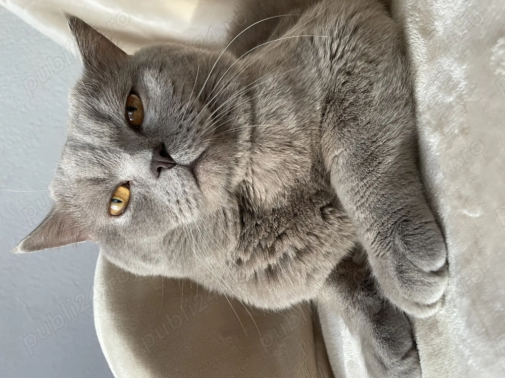 Motan British shorthair Lila pentru pisicuțe! 