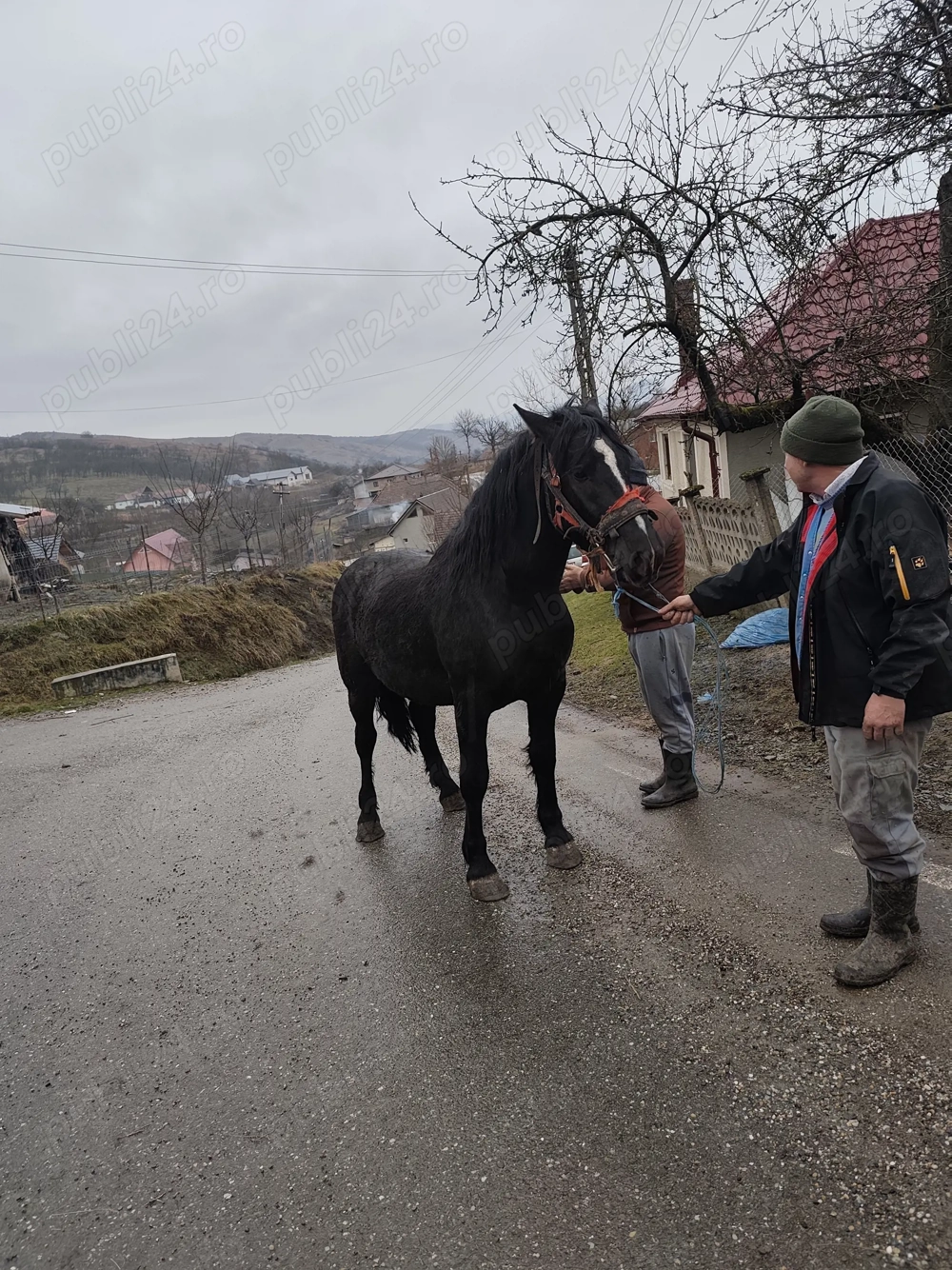 Vand mânz metis de frizian 