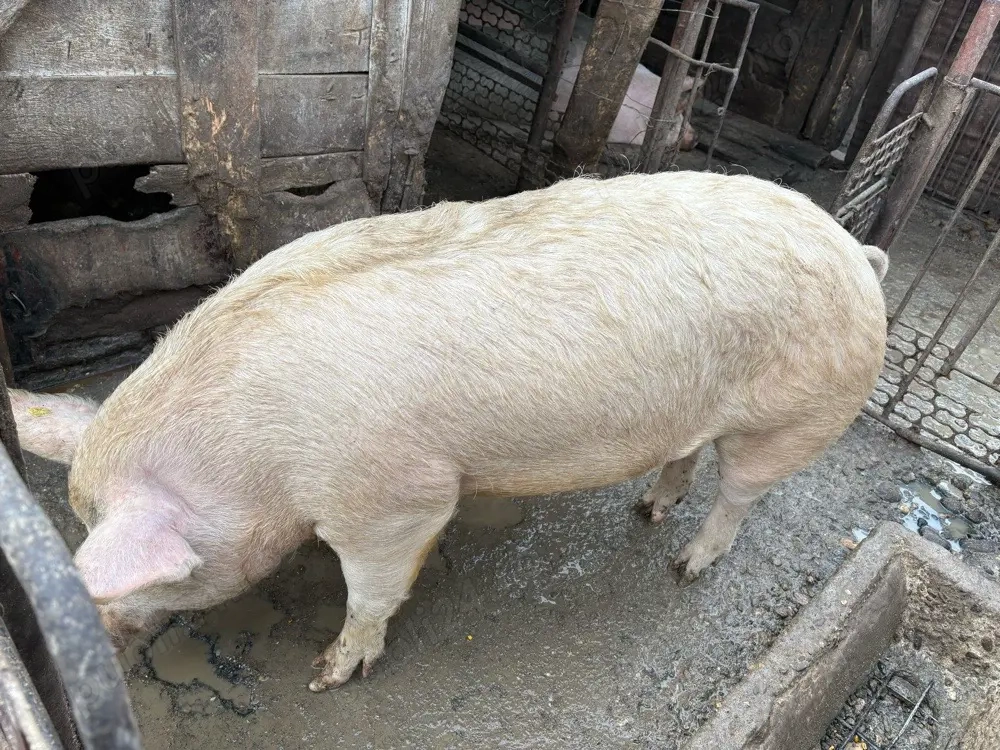 Vand scrofita de un an 