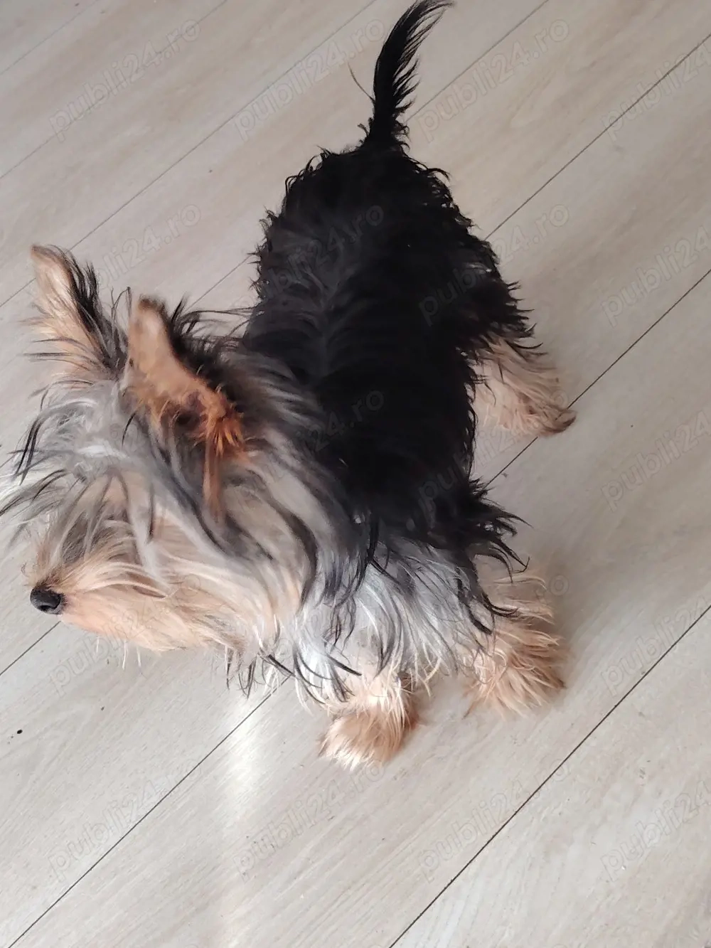 vand cățel  yorkshire terrier