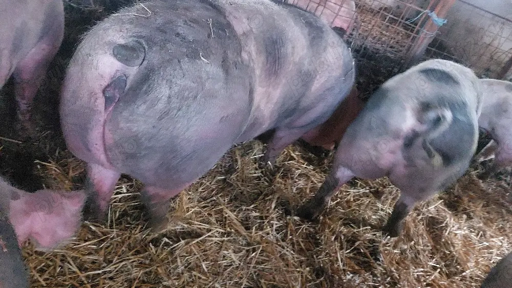 Disponibile 5 scroafe de carne pt sacrificat