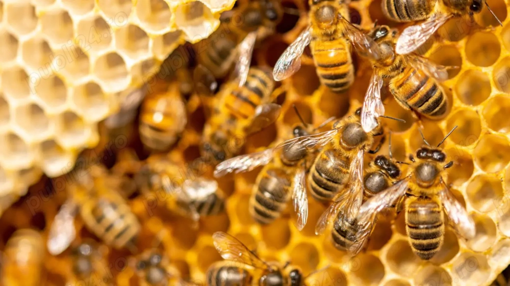 Vand familii de albine.15-20 de familii  Numar contact  