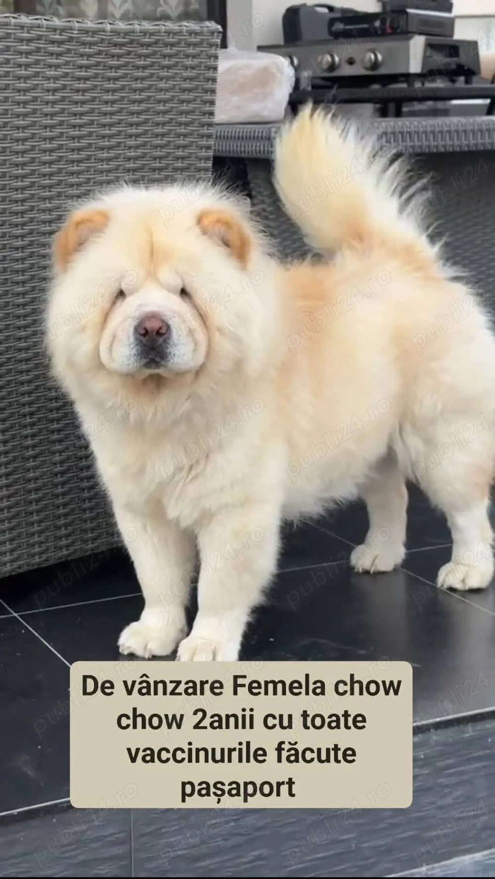 Chow chow femela