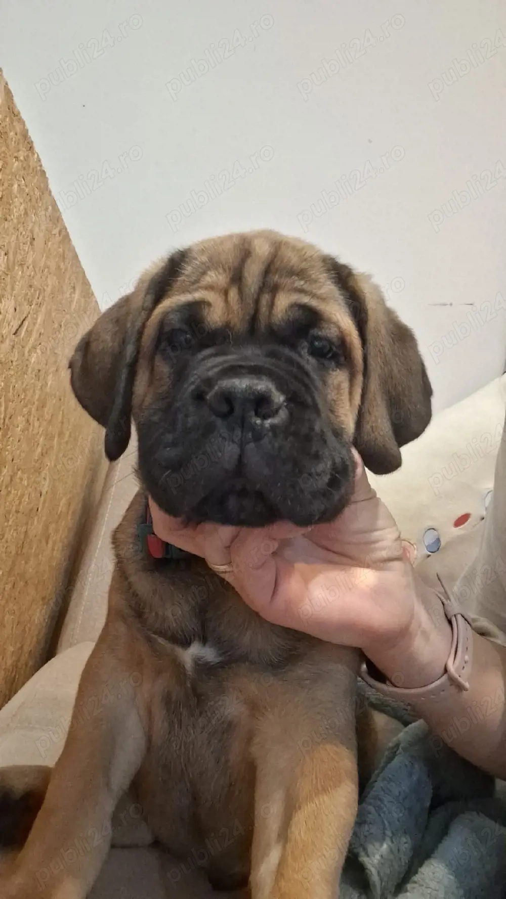 canisa mea vinde mascul cane corso fawn 