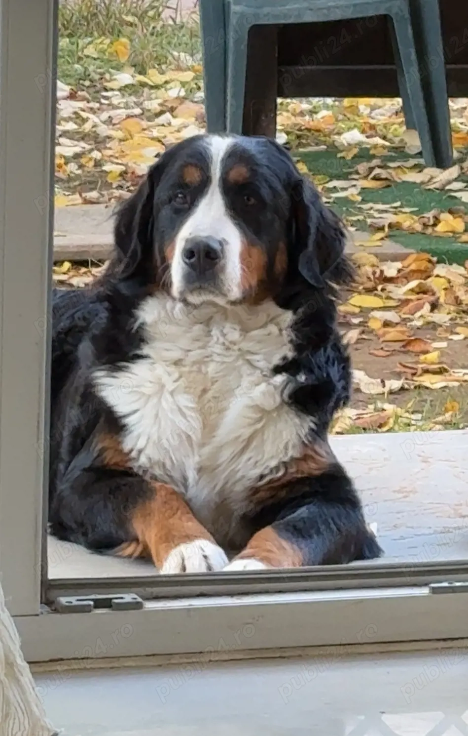 Vând Ciobănesc de Berna 