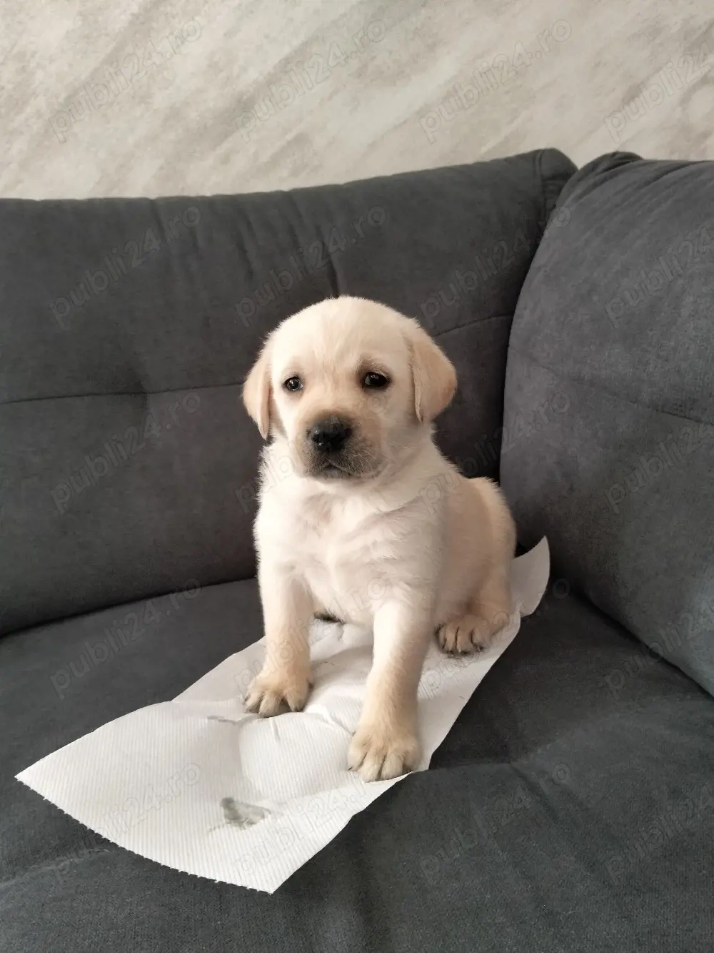 Labrador Retriver
